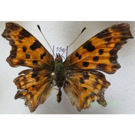 Polygonia c-album (Linnaeus, 1758) Poland55e